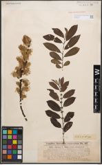 Foto von Salix cinerea L.